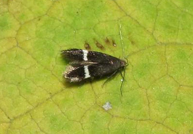 Syncopacma sp.?